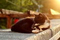 Cat On A Hot Tin Roof in Sunset Royalty Free Stock Photo