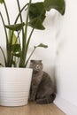 Cat and house plant. Scottish fold cat in modern minimal home interior Royalty Free Stock Photo