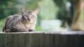 Cat on the house wall looking at camera Royalty Free Stock Photo