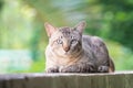 Cat on the house wall looking at camera Royalty Free Stock Photo