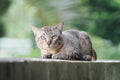 Cat on the house wall looking at camera Royalty Free Stock Photo