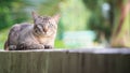 Cat on the house wall looking at camera Royalty Free Stock Photo