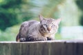 Cat on the house wall looking at camera Royalty Free Stock Photo