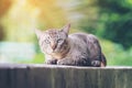 Cat on the house wall looking at camera Royalty Free Stock Photo