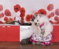 Cat housewife preparing pancakes in a small kitchen Royalty Free Stock Photo