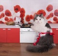 Cat housewife preparing pancakes in a small kitchen Royalty Free Stock Photo