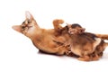 Cat hugs a brood of kittens Royalty Free Stock Photo