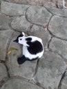 Cat in Hulu Langat Royalty Free Stock Photo