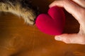 Cat and human hold a heart Royalty Free Stock Photo