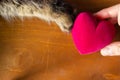 Cat and human hold a heart Royalty Free Stock Photo