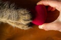 Cat and human hold a heart Royalty Free Stock Photo