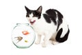 Cat Hungry For Pet Fish Royalty Free Stock Photo