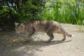 A cat on the hunt before attack Royalty Free Stock Photo