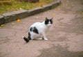 A cat on the hunt before attack Royalty Free Stock Photo