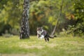 Cat on the hunt in garden Royalty Free Stock Photo