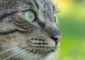 A cat on the hunt in the grass. A cat just before the attack Royalty Free Stock Photo