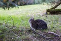 cat on the hunt in the grass. A cat just before the attack Royalty Free Stock Photo