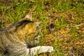 A cat on the hunt in the grass. A cat just before the attack Royalty Free Stock Photo