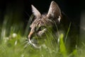 Cat on the hunt Royalty Free Stock Photo