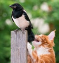 Cat hunted a bird Royalty Free Stock Photo