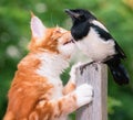 Cat hunted a bird Royalty Free Stock Photo