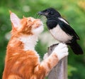 Cat hunted a bird Royalty Free Stock Photo