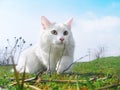 Cat hunter Royalty Free Stock Photo