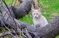 Cat, hunter Royalty Free Stock Photo