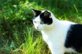 Cat hunter, waiting, cat in the grass, cat black and white color Royalty Free Stock Photo