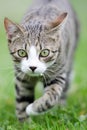 Cat is hunting Royalty Free Stock Photo