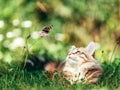 Cat hunting butterfly in grass. Siberian kitten