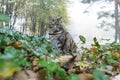 Cat hunting in city park Royalty Free Stock Photo