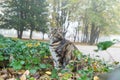 Cat hunting in city park Royalty Free Stock Photo