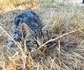 Cat hunting in dry grass Royalty Free Stock Photo