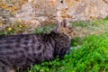 Cat hunting In The Grass Royalty Free Stock Photo