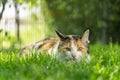 Cat Hunting in Grass Royalty Free Stock Photo