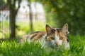 Cat Hunting in Grass Royalty Free Stock Photo