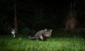 Cat hunting laser pointer dot outdoors at night Royalty Free Stock Photo