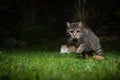 Cat hunting laser pointer at night Royalty Free Stock Photo