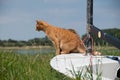 Cat hunting mouse Royalty Free Stock Photo