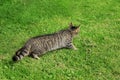 Cat hunting. Tabby cat outdoor on green grass. Royalty Free Stock Photo