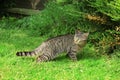 Cat hunting. Tabby cat outdoor on green grass. Royalty Free Stock Photo