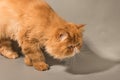 Cat hunting to toy mouse at home, Persian cat wanting to attack Royalty Free Stock Photo