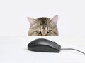 Cat hunts a computer mouse Royalty Free Stock Photo