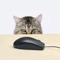 Cat hunts a computer mouse Royalty Free Stock Photo