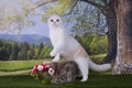 Cat hunts on the edge Royalty Free Stock Photo