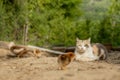 Cat hunts on little chicken in the yard Royalty Free Stock Photo