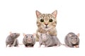 Cat hunts on rats Royalty Free Stock Photo