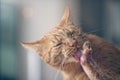 Cat hygiene. Cute ginger cat licks his paw.