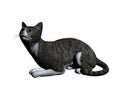 Cat illustration Royalty Free Stock Photo